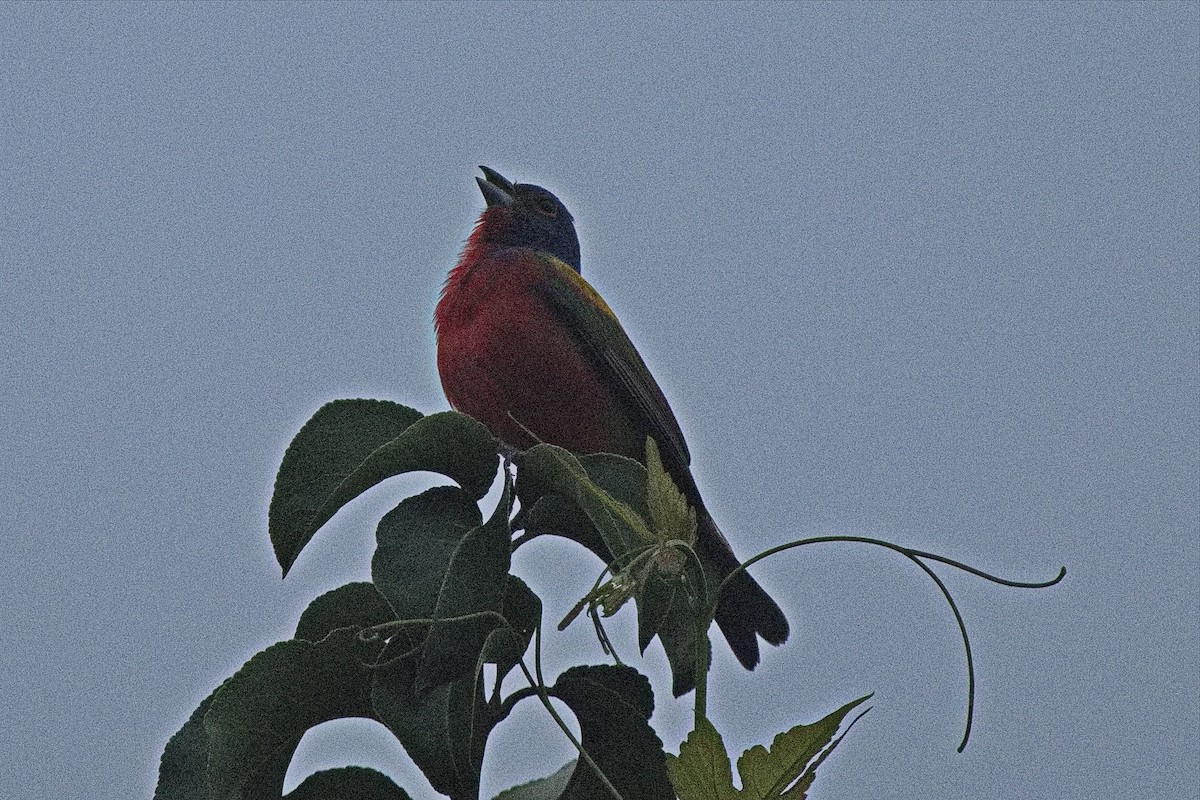 Painted Bunting - ML494007091