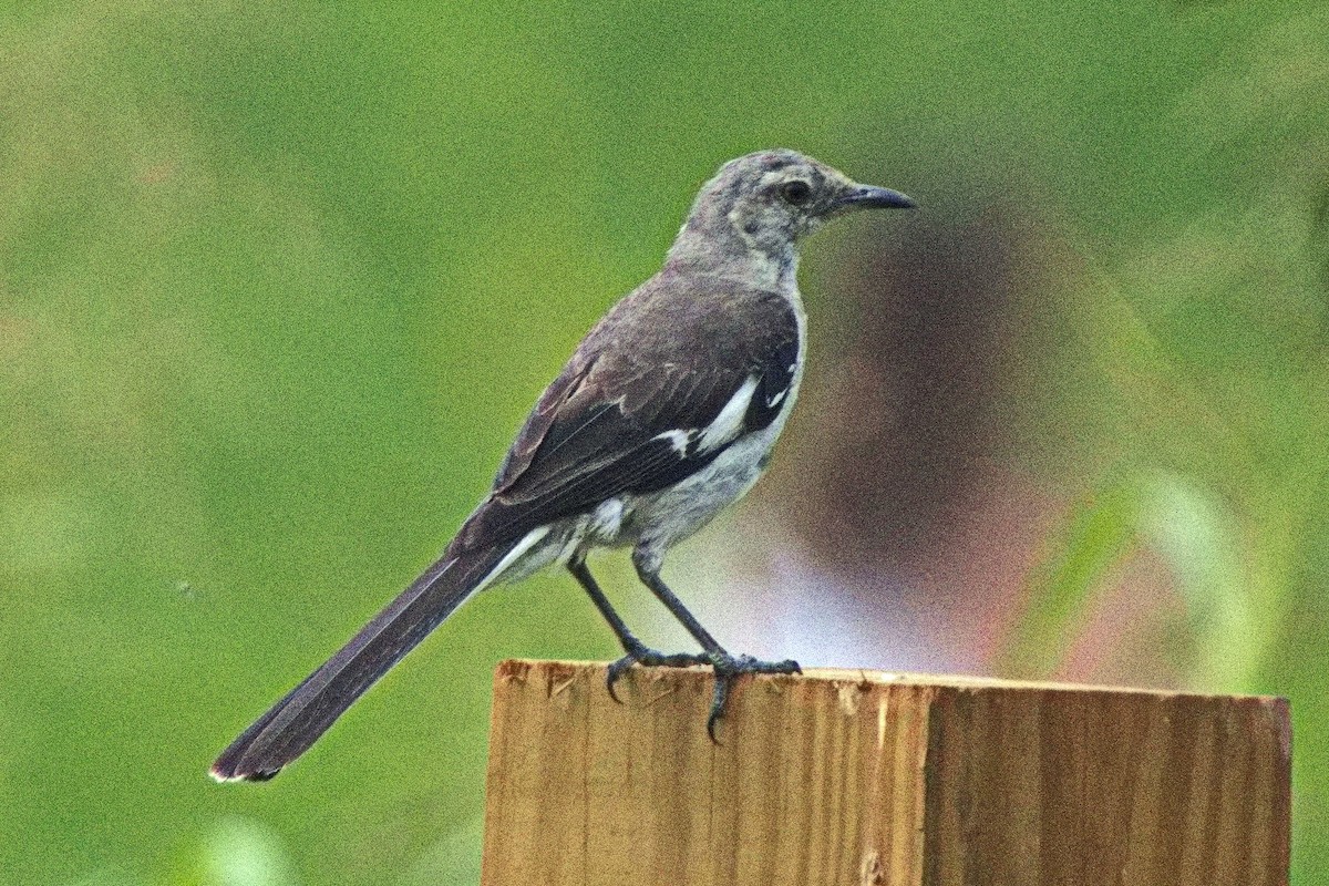 Northern Mockingbird - ML494007151