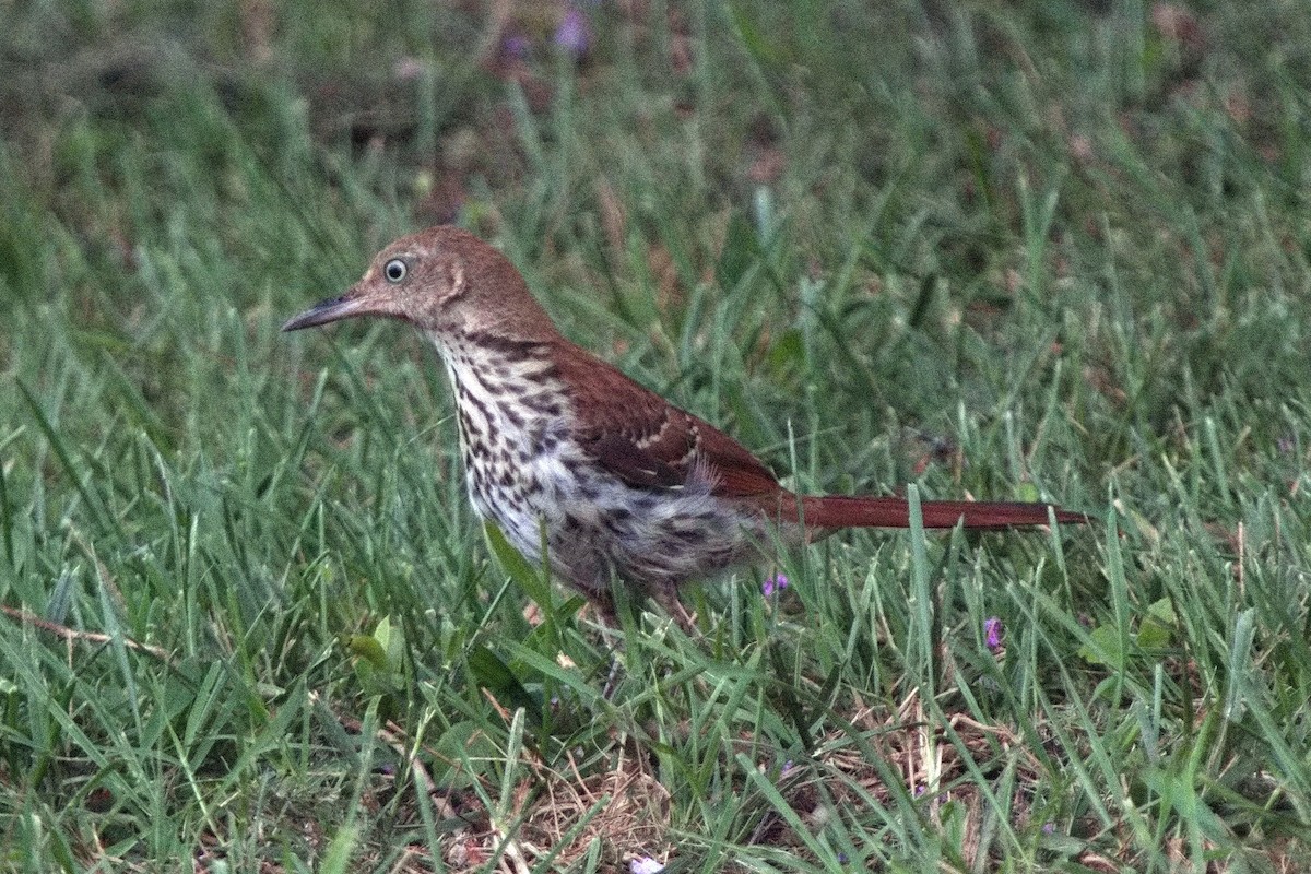 Brown Thrasher - ML494007181