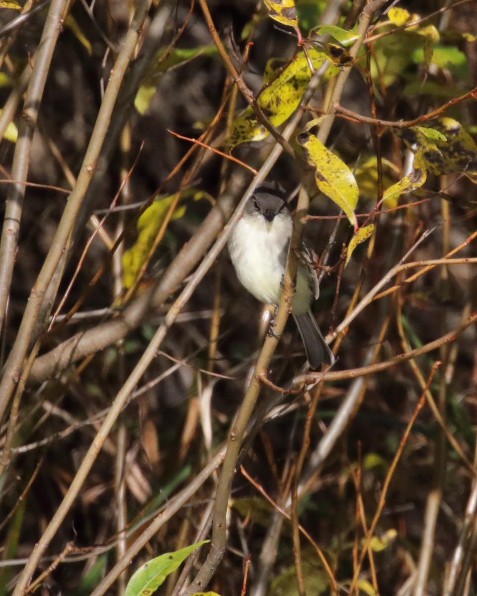 Eastern Phoebe - ML494007361