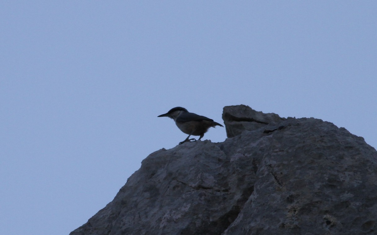 Western Rock Nuthatch - Mészáros József