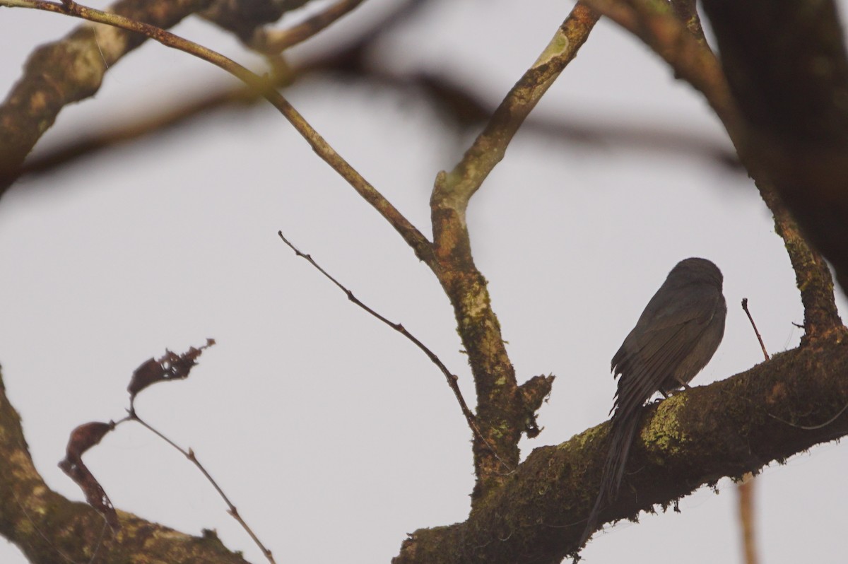 Ashy Drongo - ML49400771