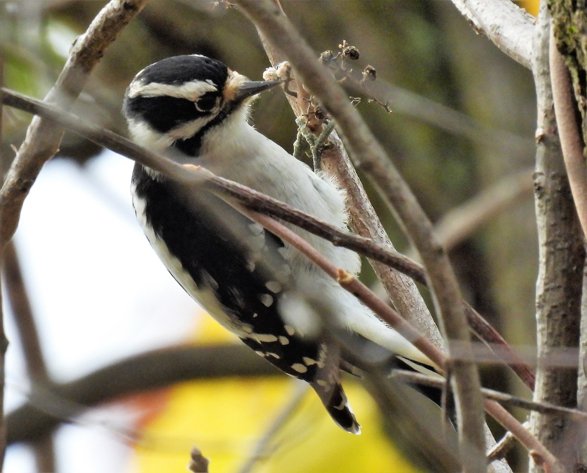 Downy Woodpecker - ML494008071