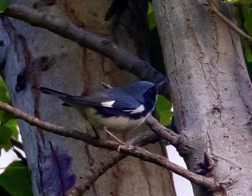 Black-throated Blue Warbler - Willie Hall