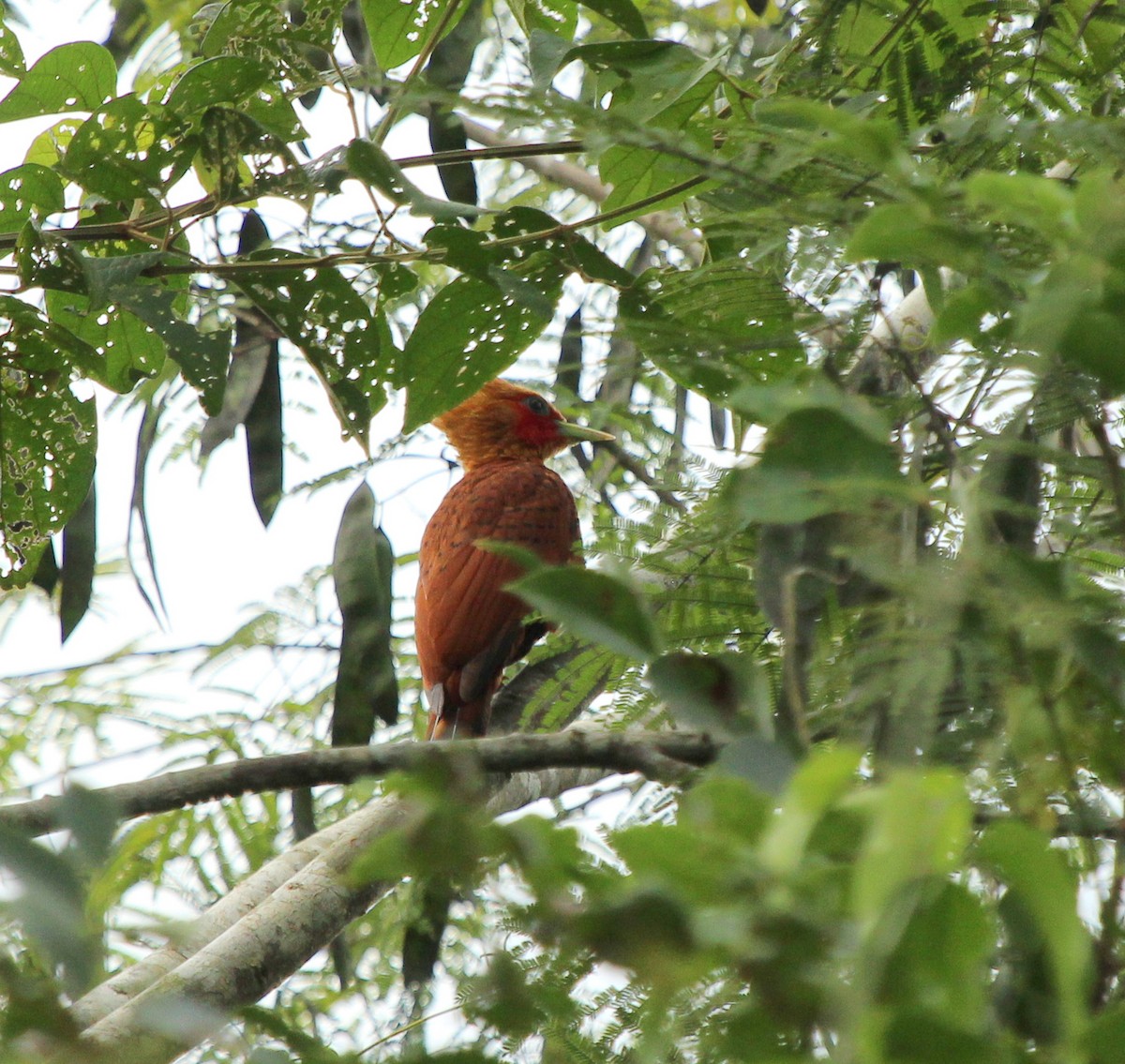 Chestnut-colored Woodpecker - Rolando Chávez