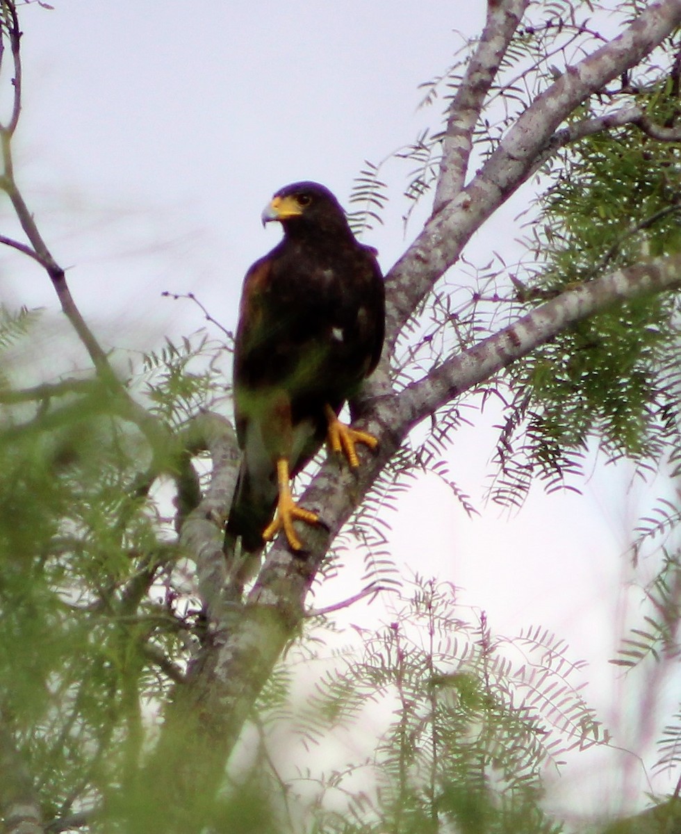 Harris's Hawk - ML494008731