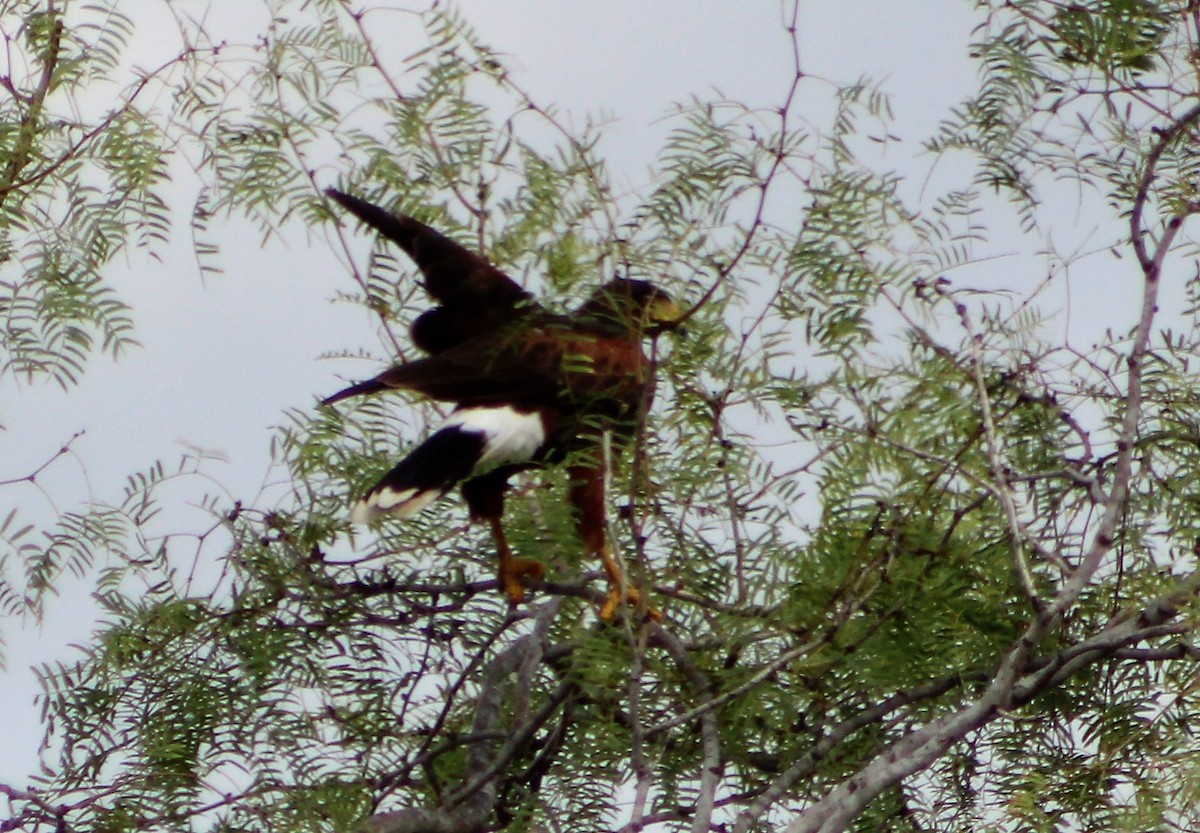 Harris's Hawk - ML494008741