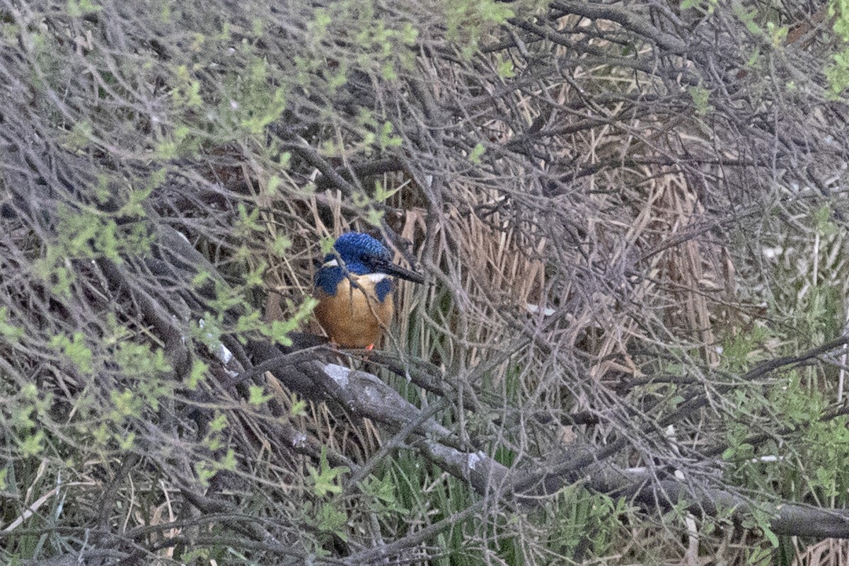 Half-collared Kingfisher - ML494010151