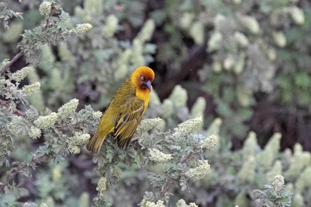 Cape Weaver - ML494010211