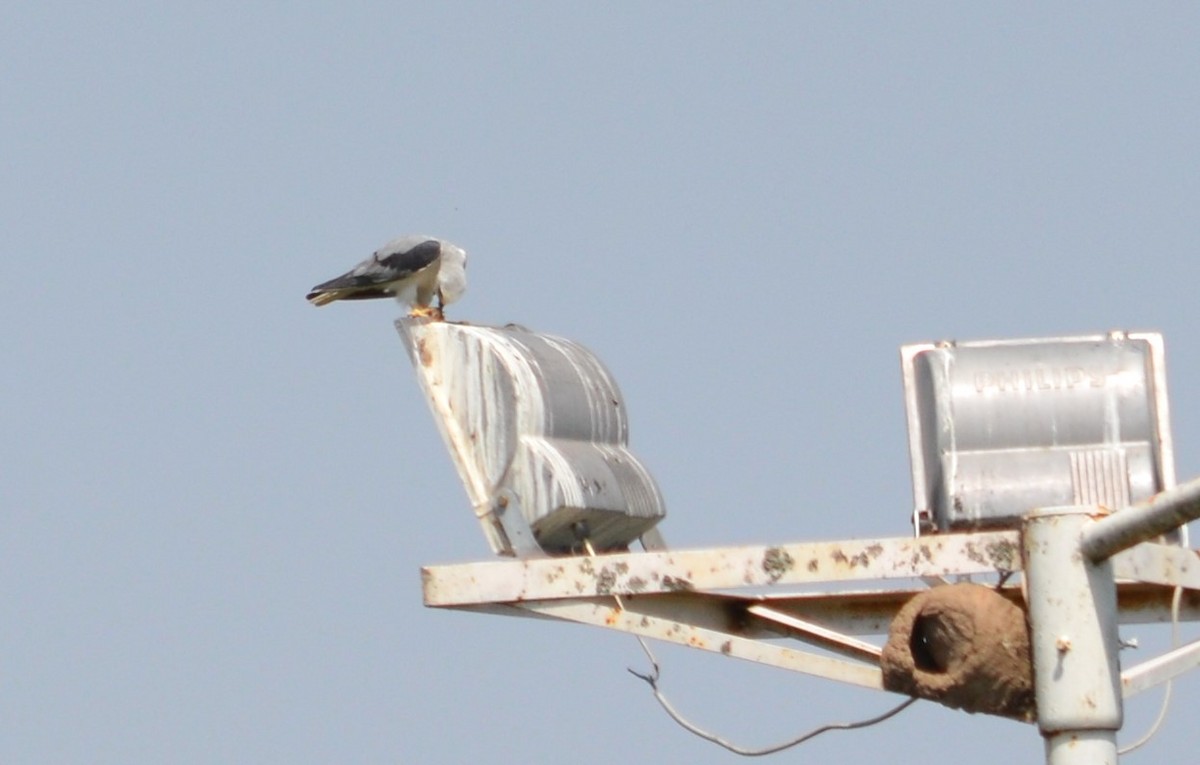 White-tailed Kite - Viviana Fuentes