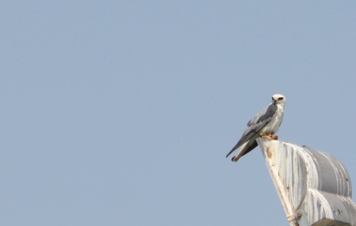 White-tailed Kite - Viviana Fuentes