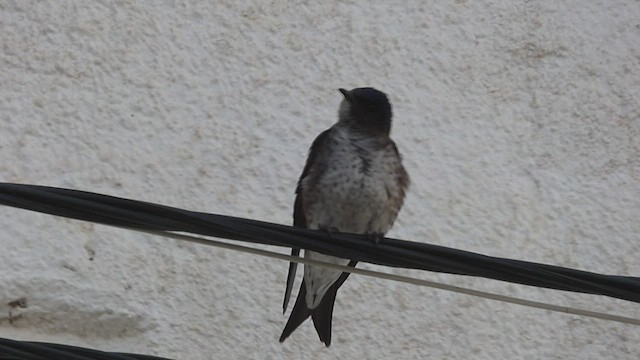 jiřička jižní - ML494011241