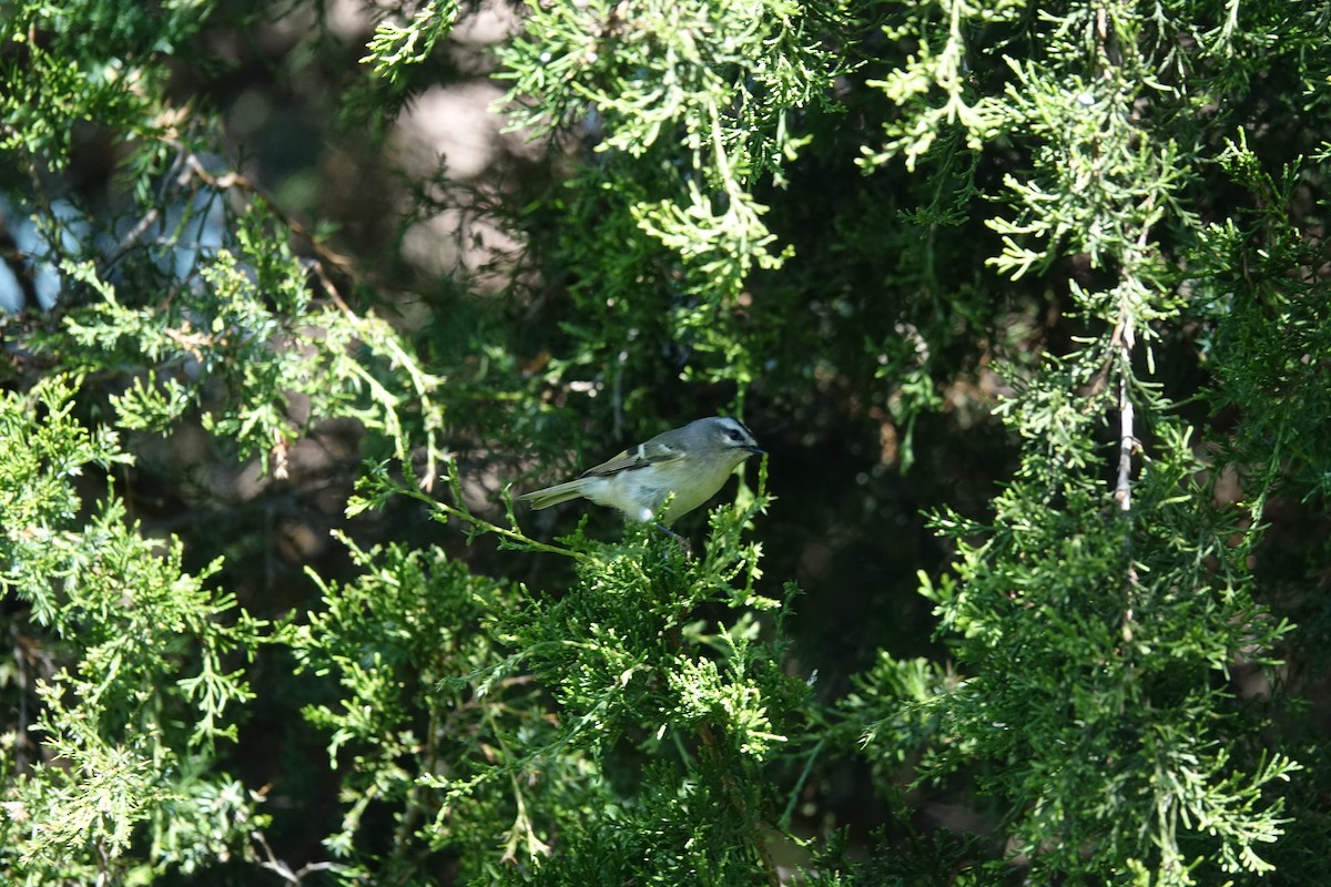 Golden-crowned Kinglet - ML494012091