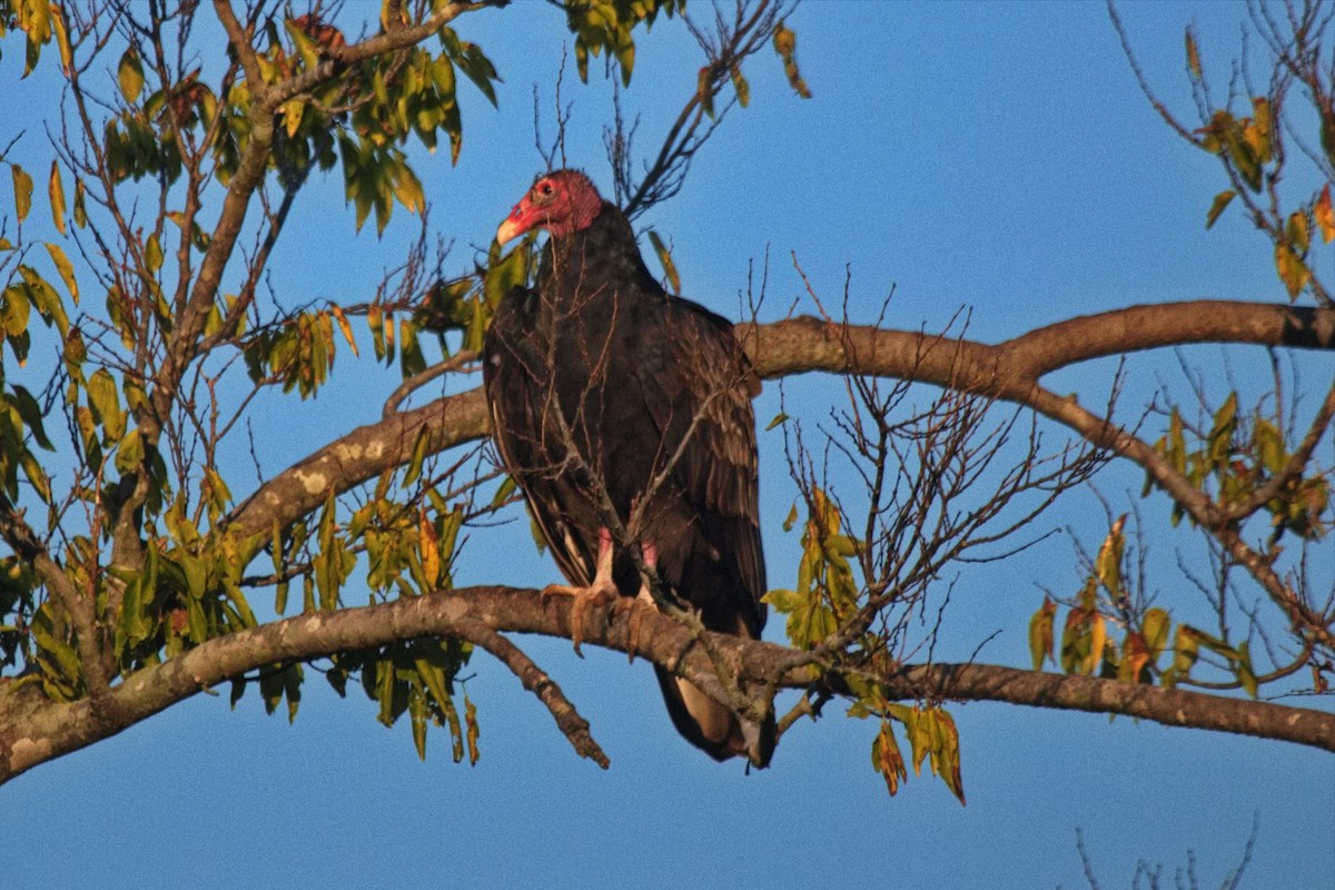 Turkey Vulture - ML494013351