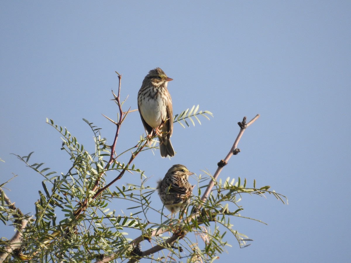 Savannah Sparrow - ML494014451