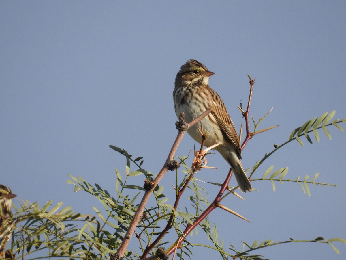 Savannah Sparrow - ML494014461