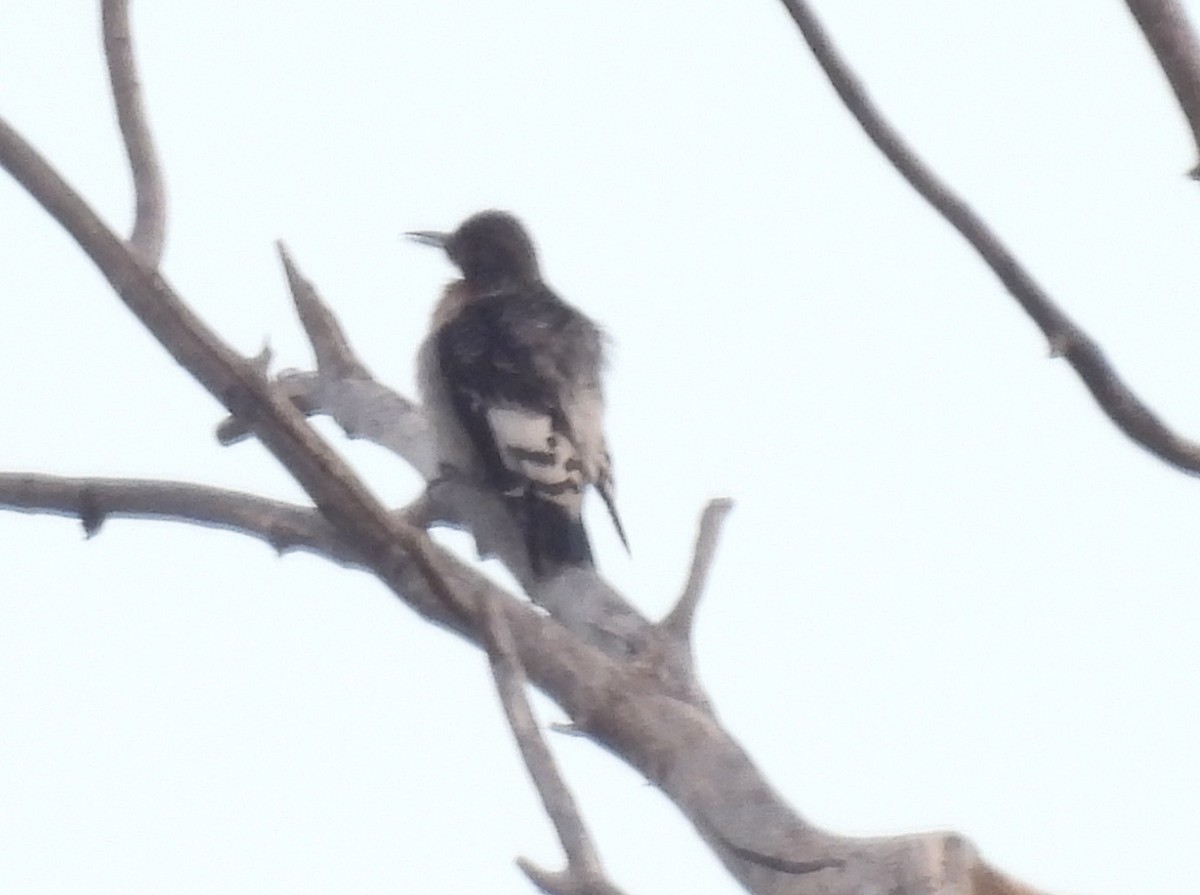 Red-headed Woodpecker - Bob Nieman