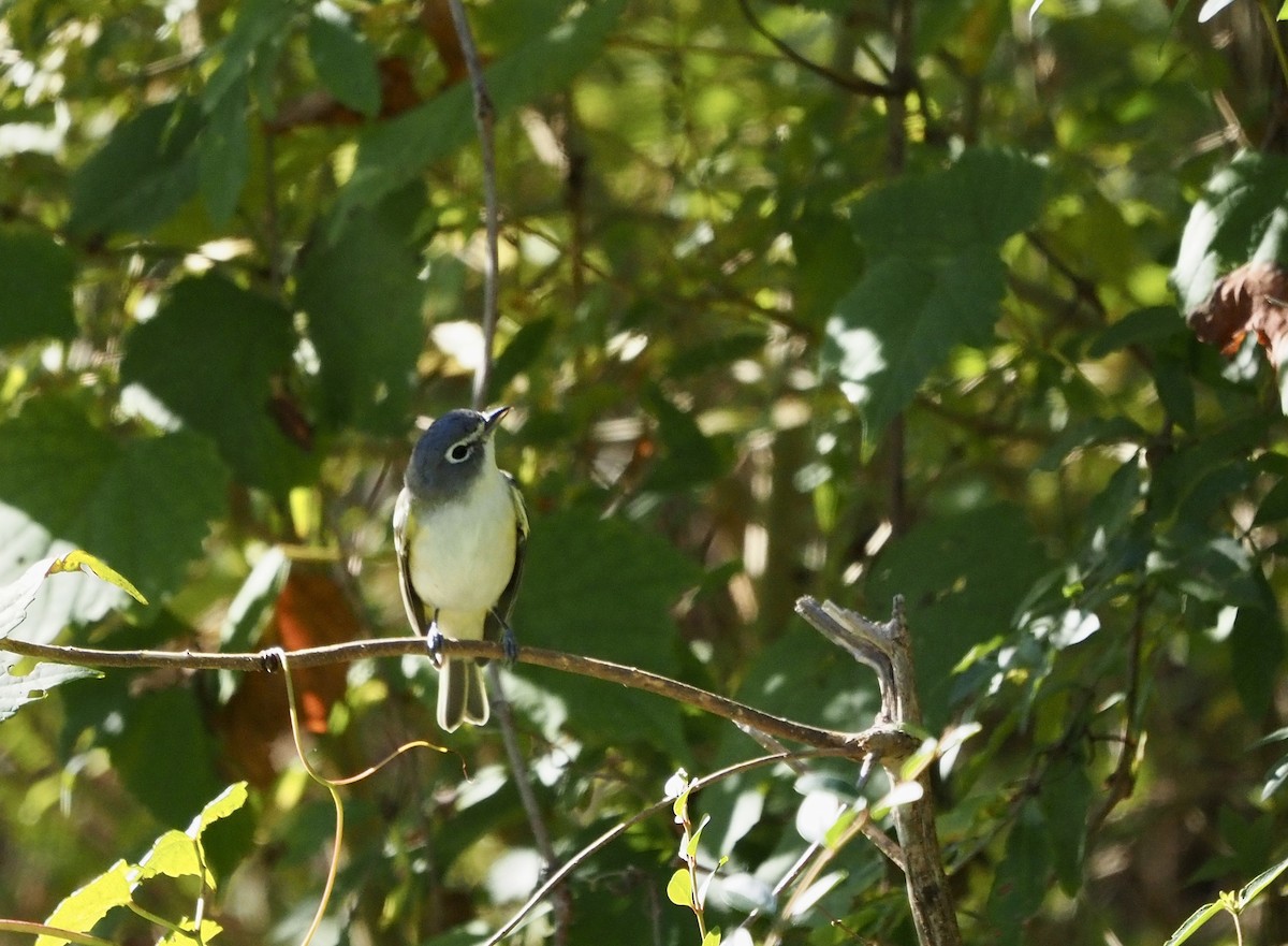 Blue-headed Vireo - ML494014651