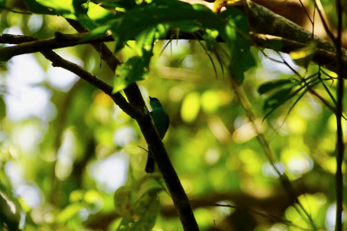 Black-naped Monarch - ML49401471