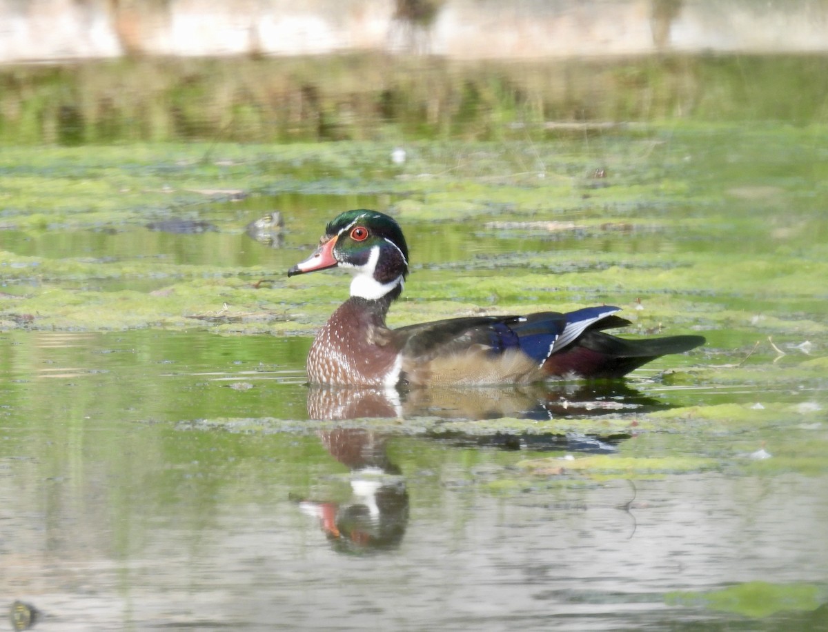 Wood Duck - ML494015271