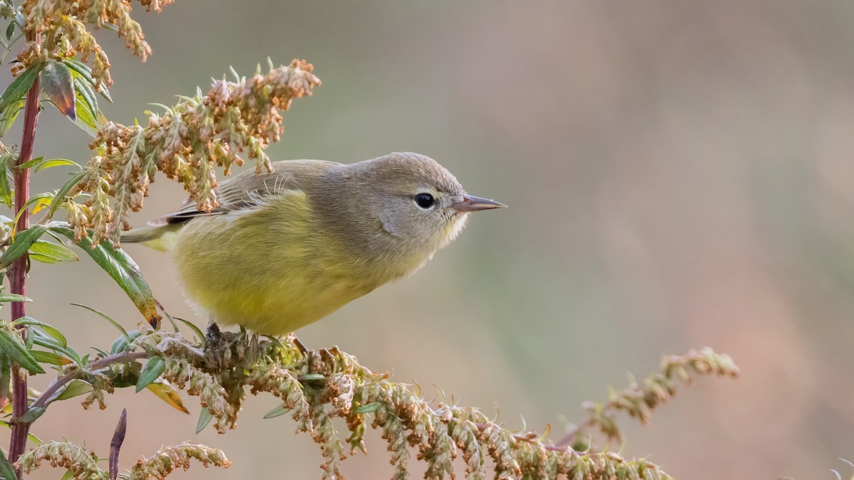 Orange-crowned Warbler - Sean Williams