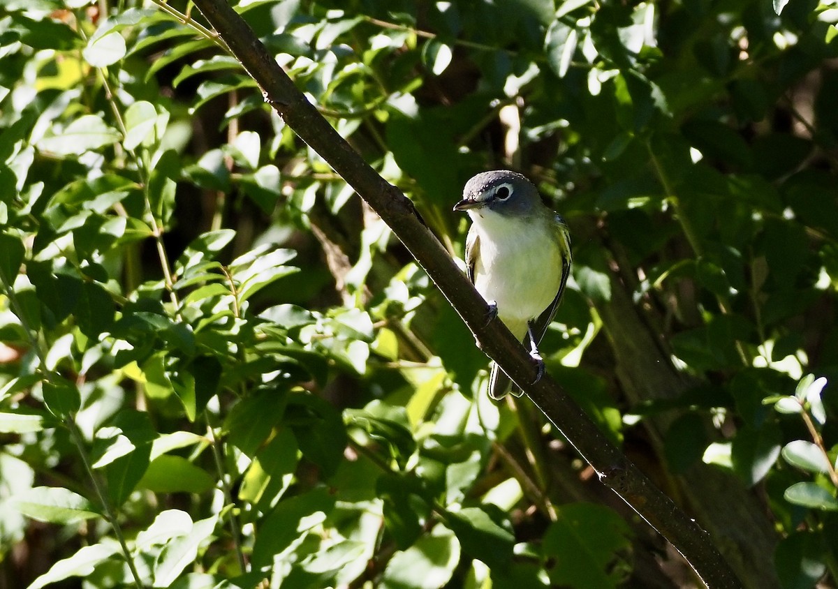 Blue-headed Vireo - ML494018121