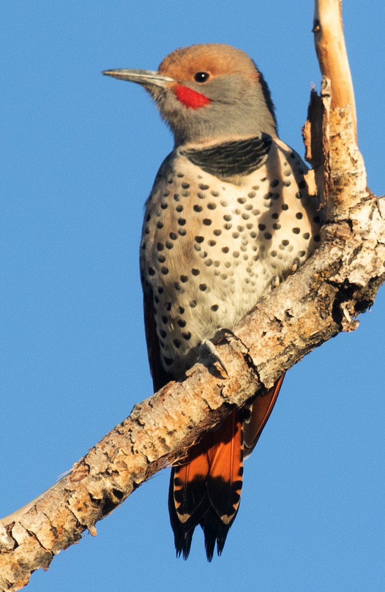 Northern Flicker (Red-shafted) - ML494018781