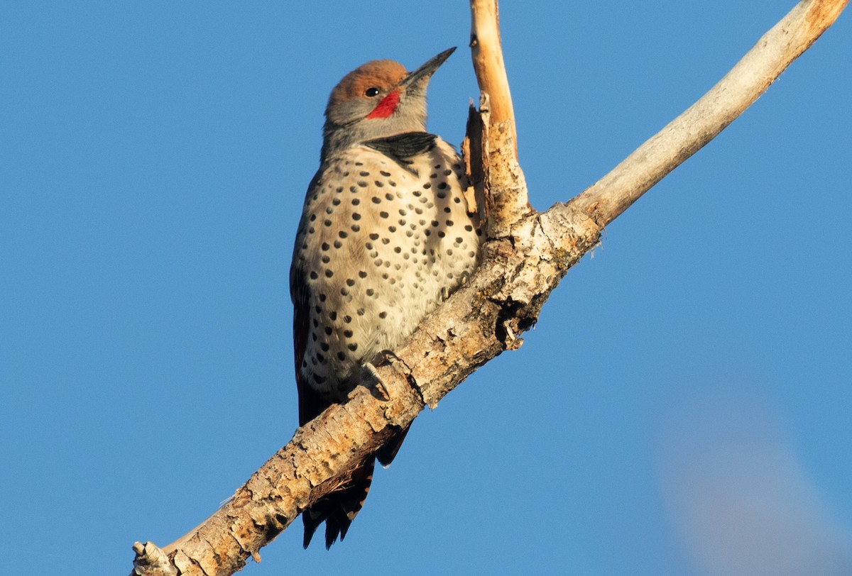 Northern Flicker (Red-shafted) - ML494019011