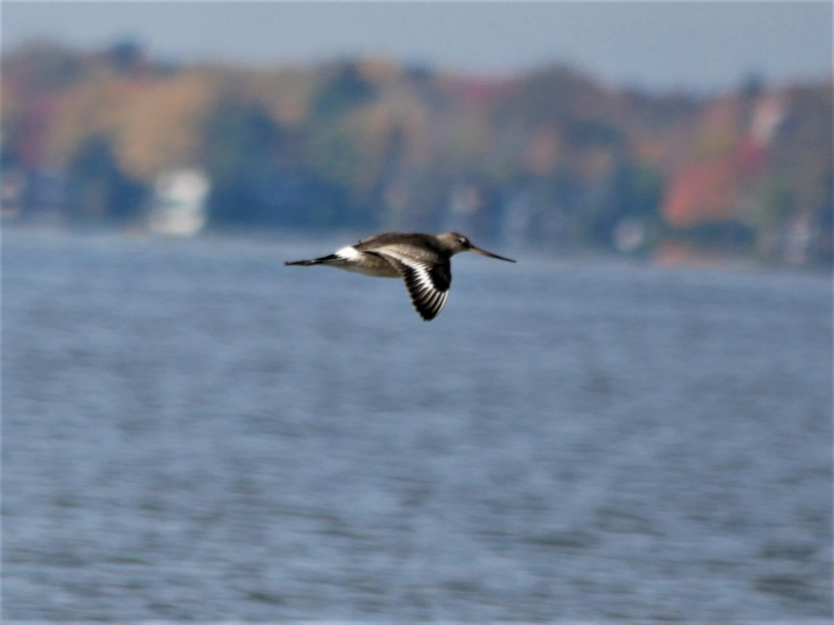 Hudsonian Godwit - Gérard  Viens