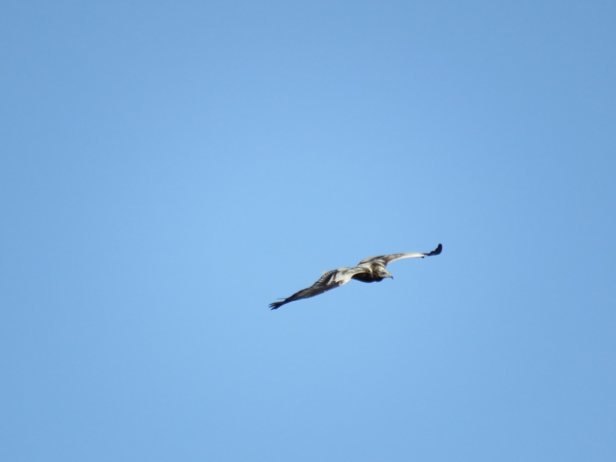 Egyptian Vulture - ML494022071