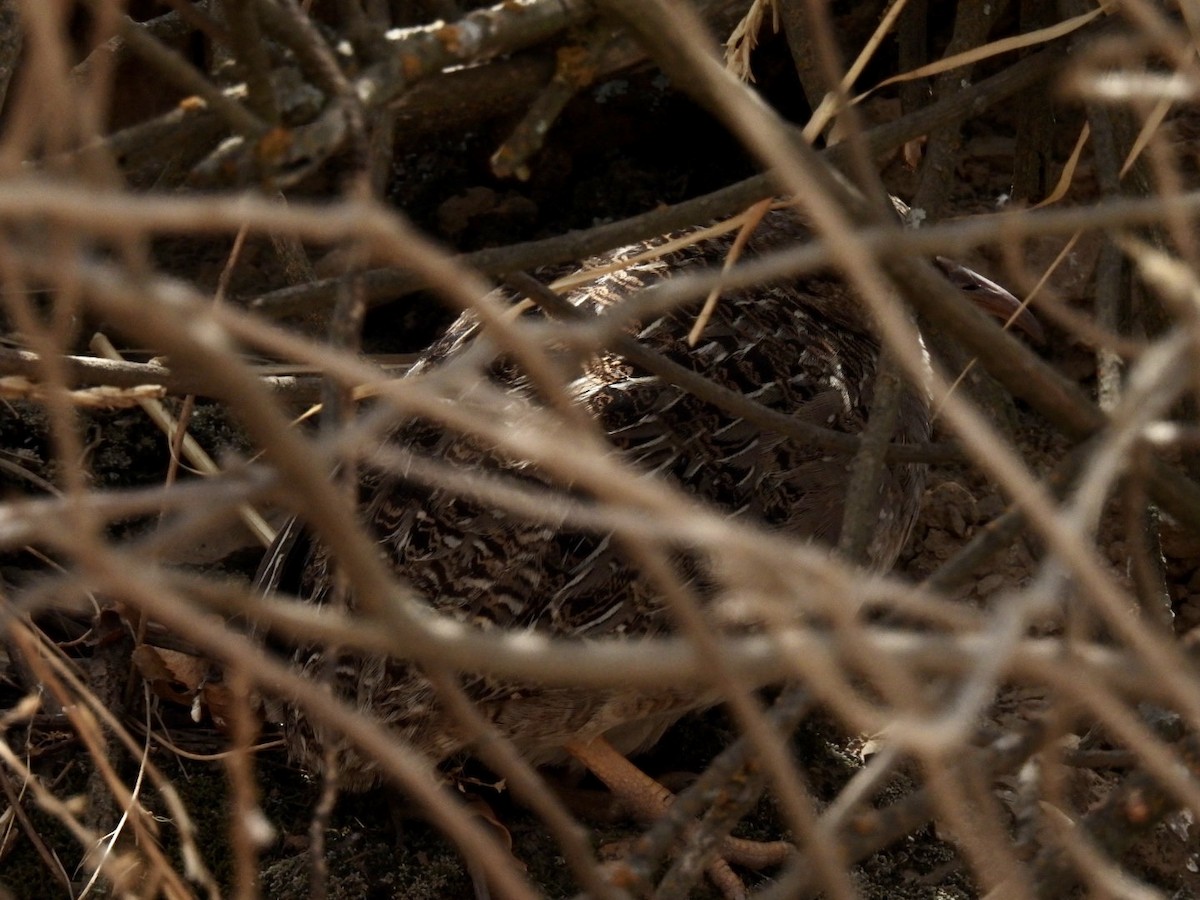 Andean Tinamou - ML494022211