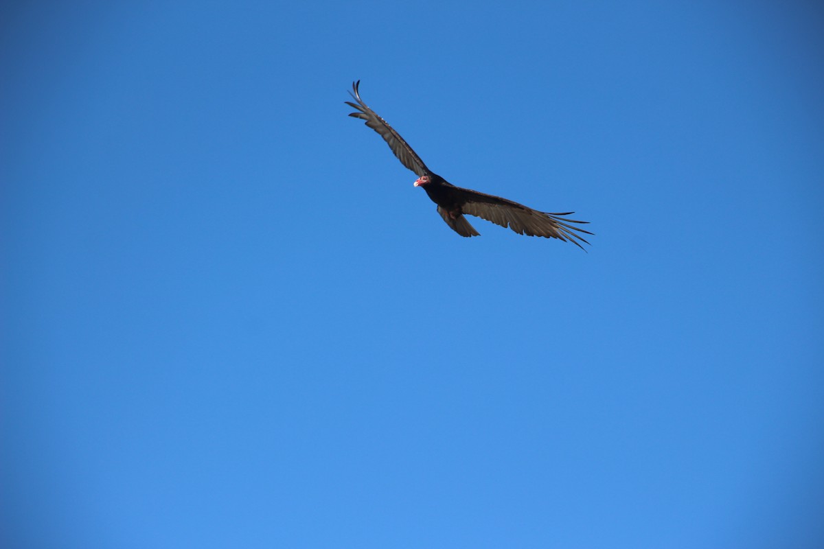 Turkey Vulture - Elijah Sands 🦅