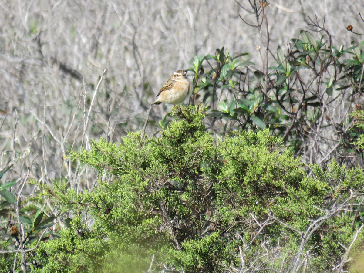 Whinchat - ML494022541