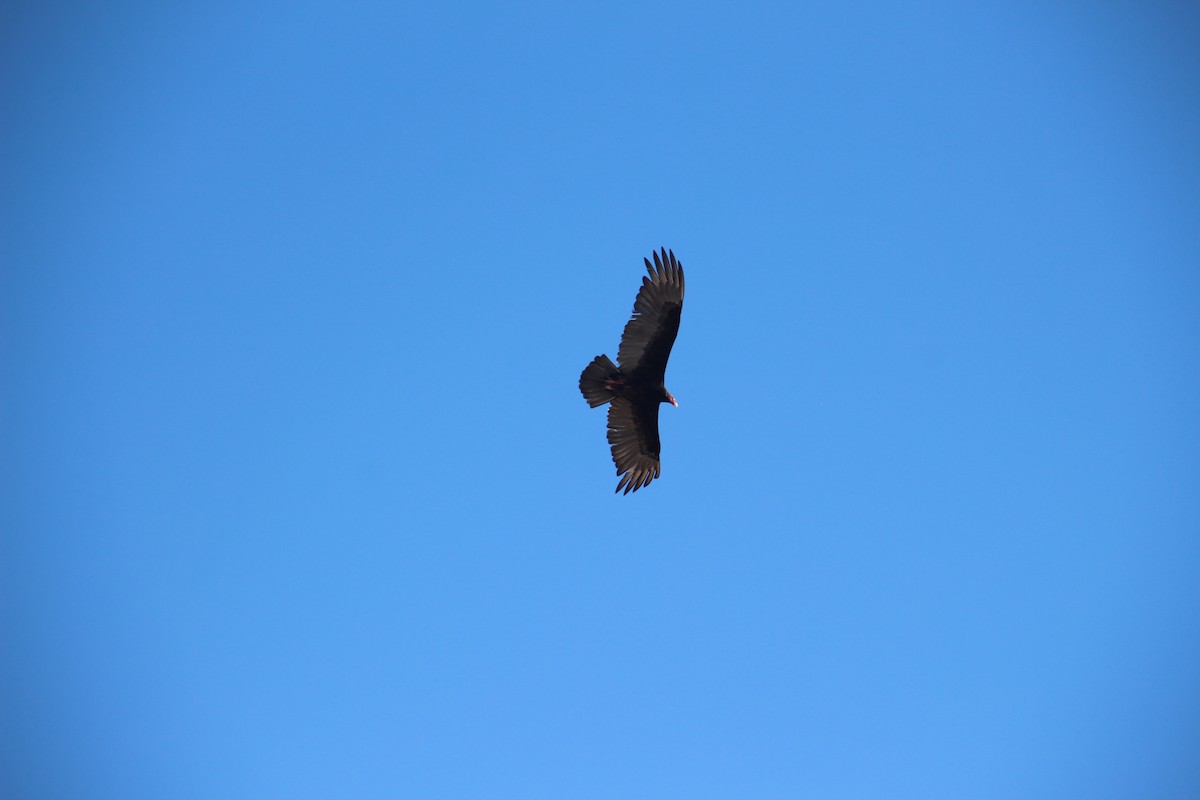 Turkey Vulture - ML49402261