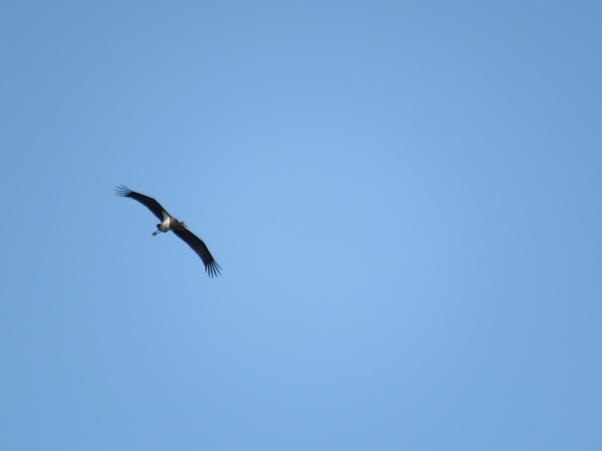 Black Stork - ML494022891