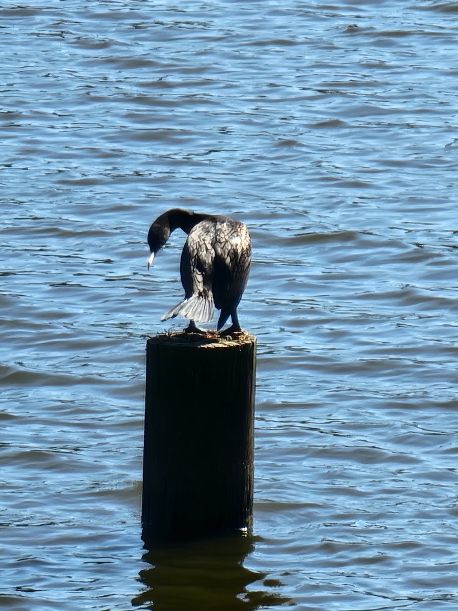 Double-crested Cormorant - ML494024421