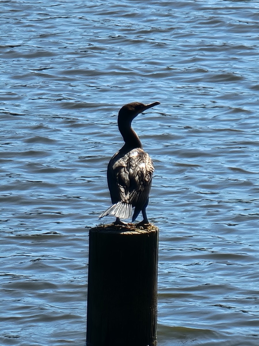 Double-crested Cormorant - ML494024431