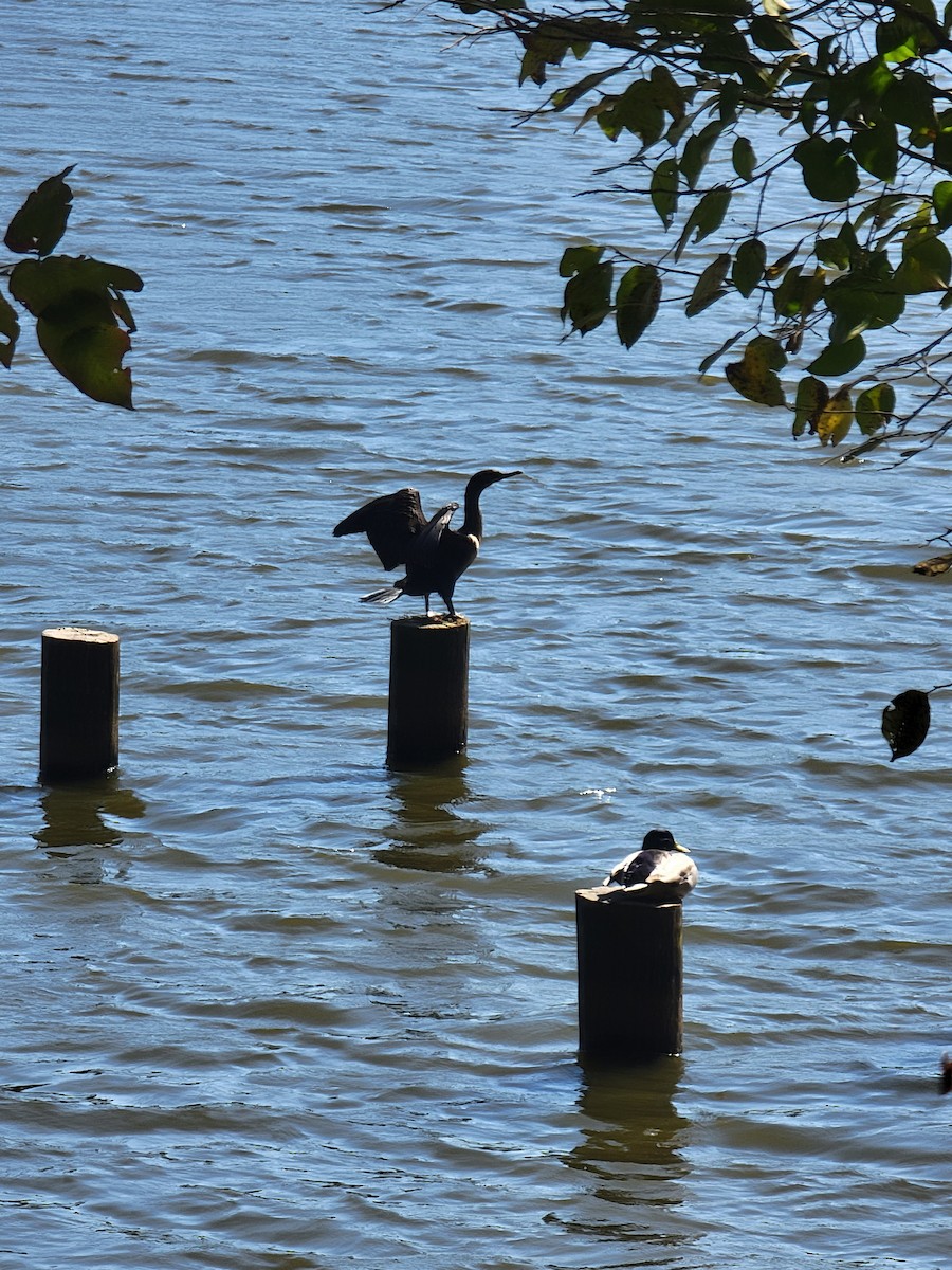 Double-crested Cormorant - ML494024441