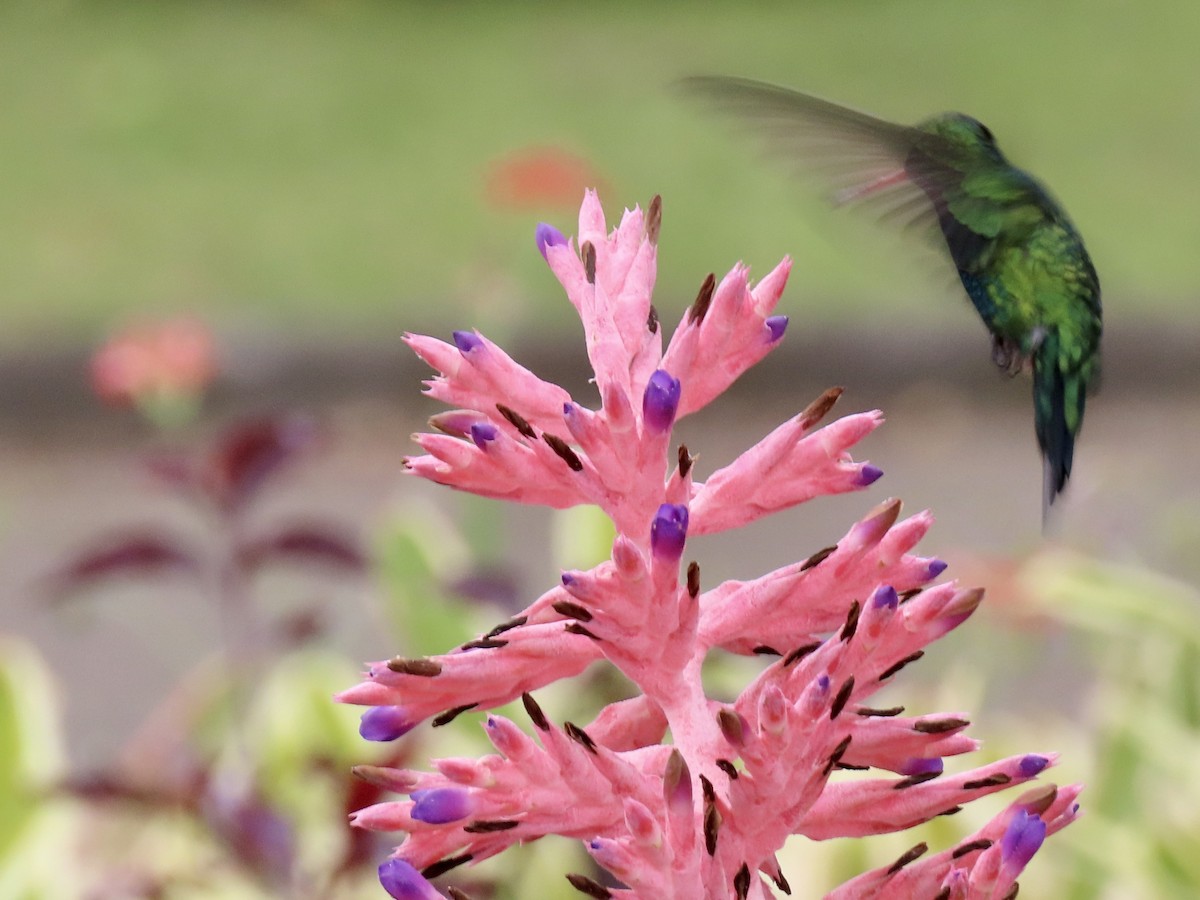 Glittering-bellied Emerald - ML494025521