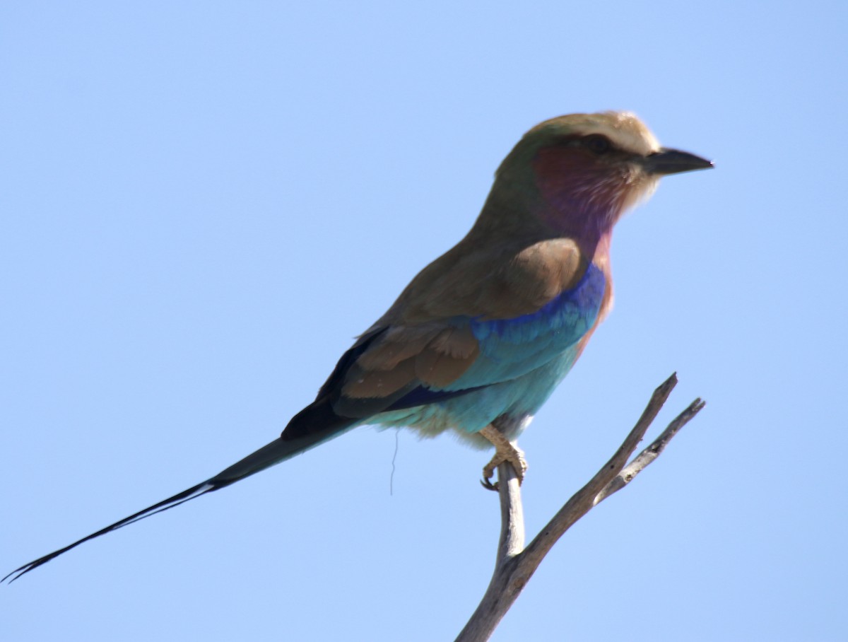 Lilac-breasted Roller - ML494026371