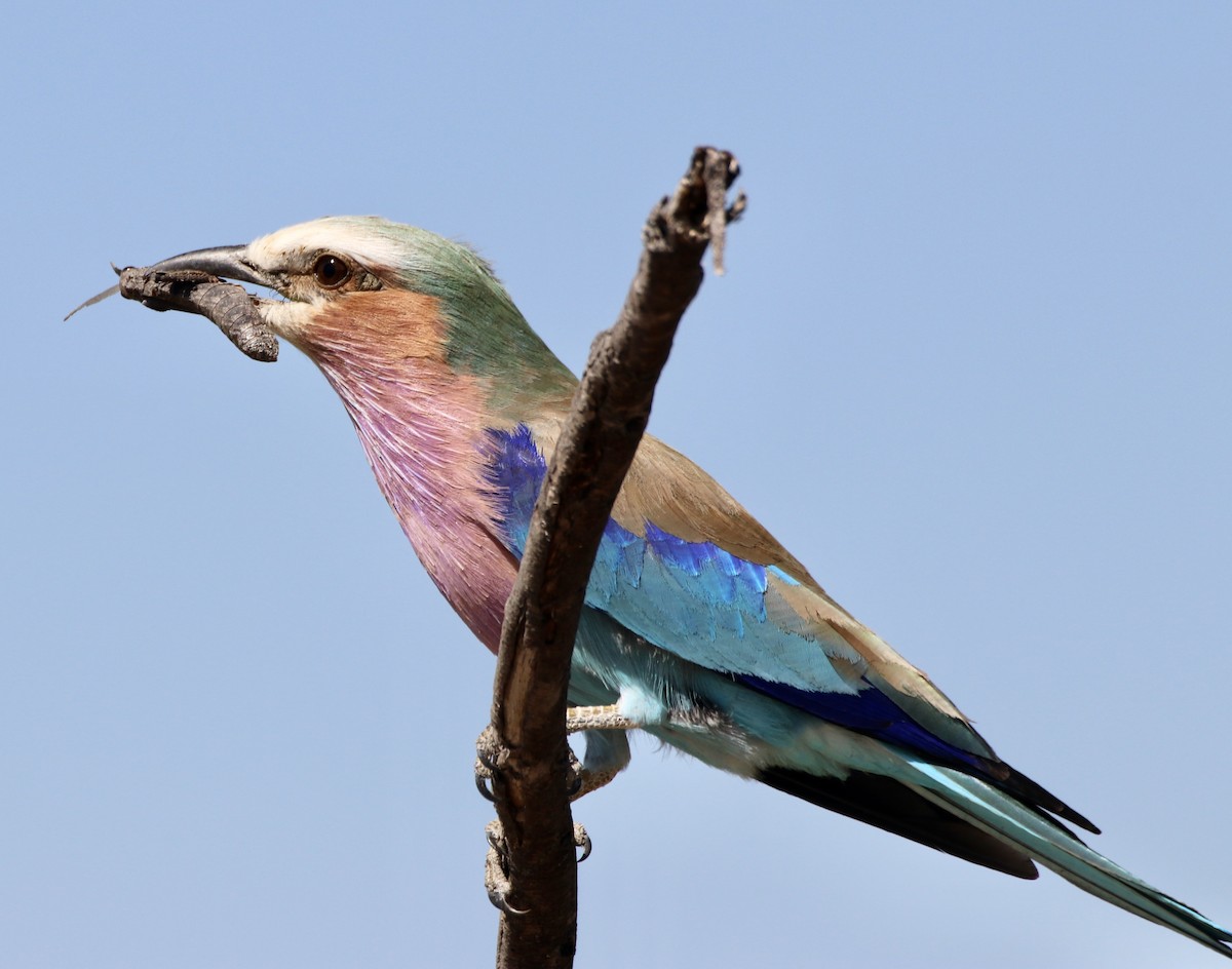 Lilac-breasted Roller - ML494026381