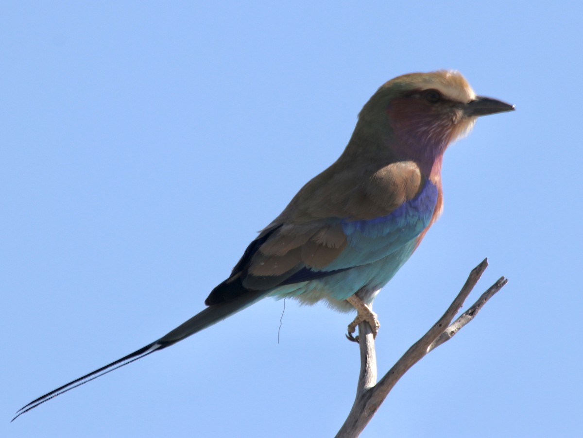 Lilac-breasted Roller - ML494026391