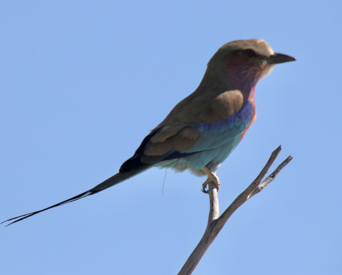 Lilac-breasted Roller - ML494026401