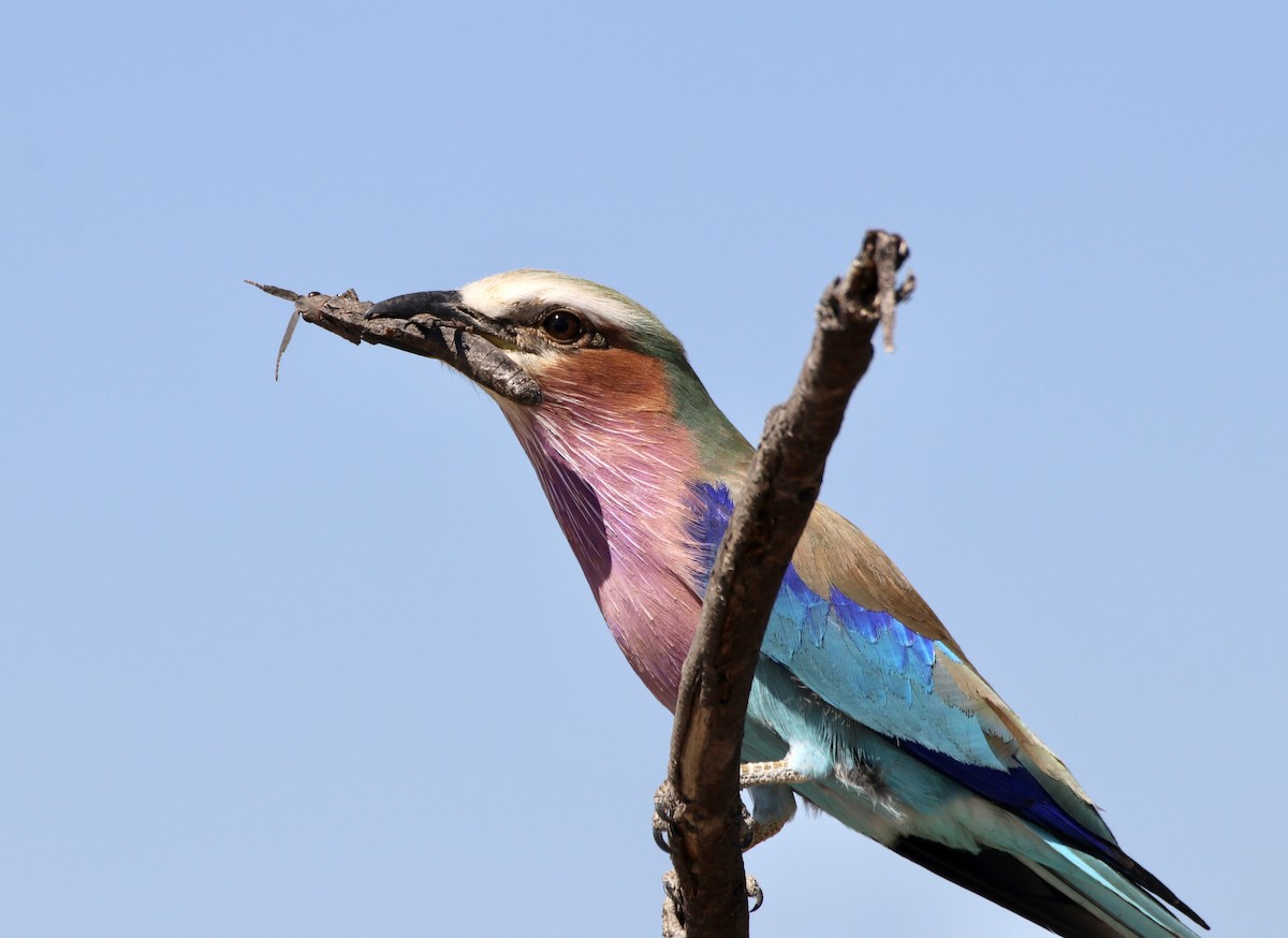Lilac-breasted Roller - ML494026411