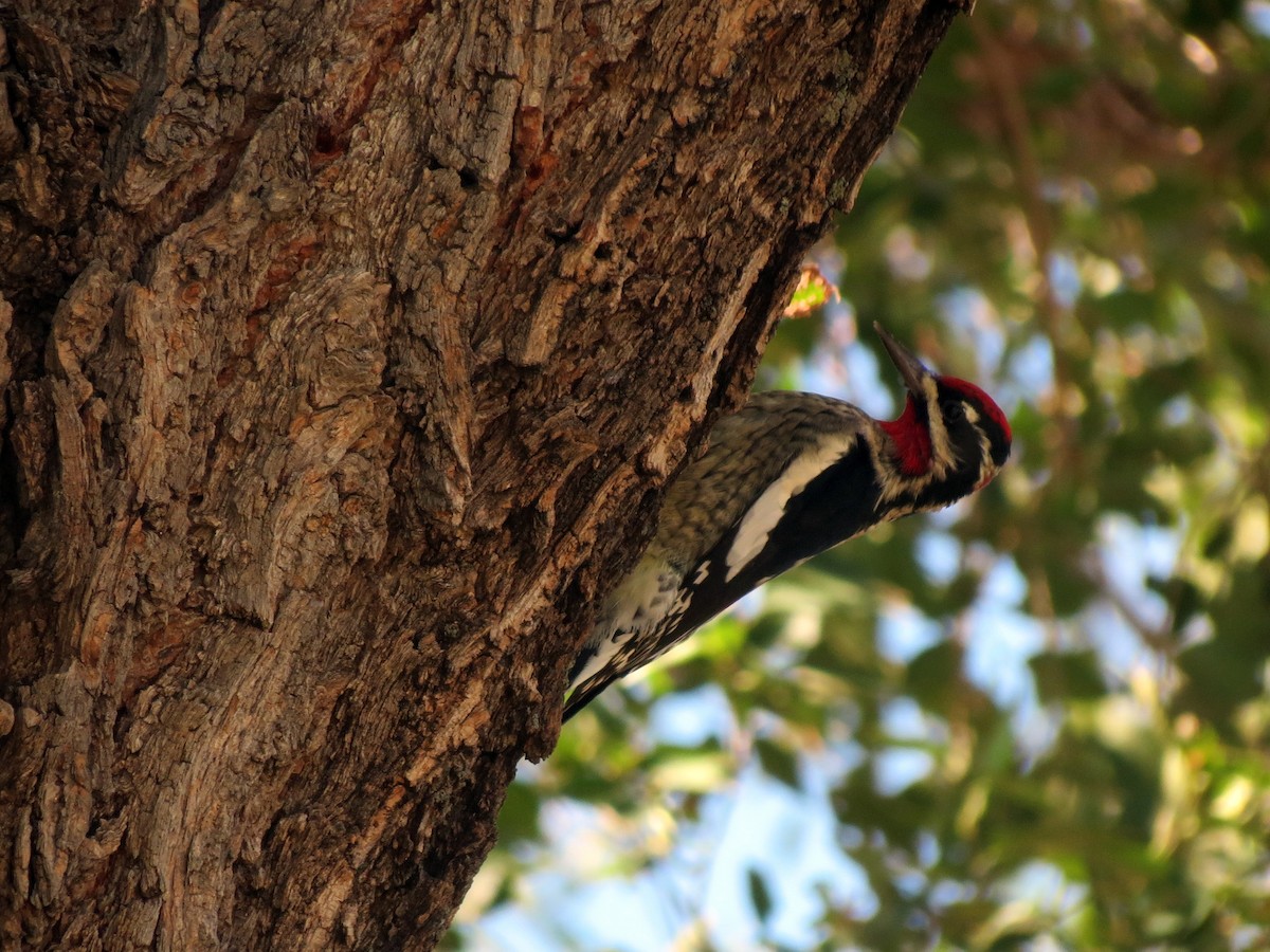 Red-naped Sapsucker - Nick Varvel