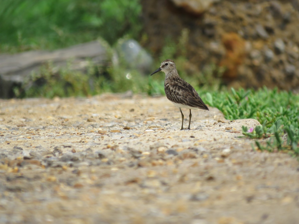 Least Sandpiper - ML494027751