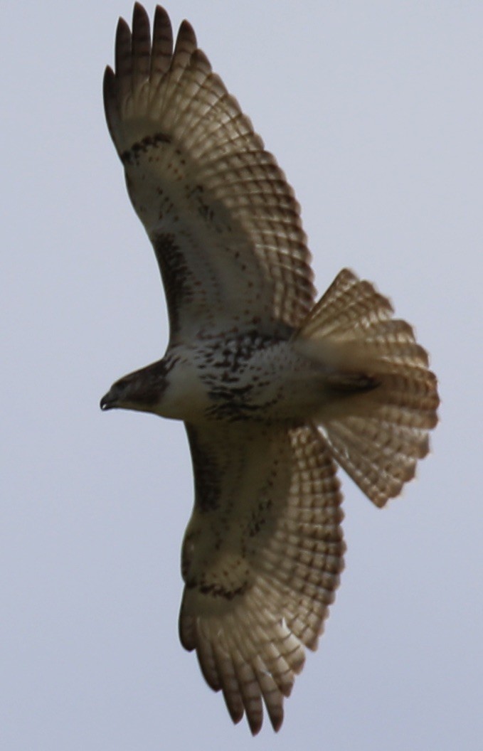Red-tailed Hawk - ML494027861