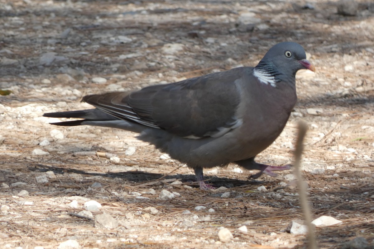 Common Wood-Pigeon - ML494028411