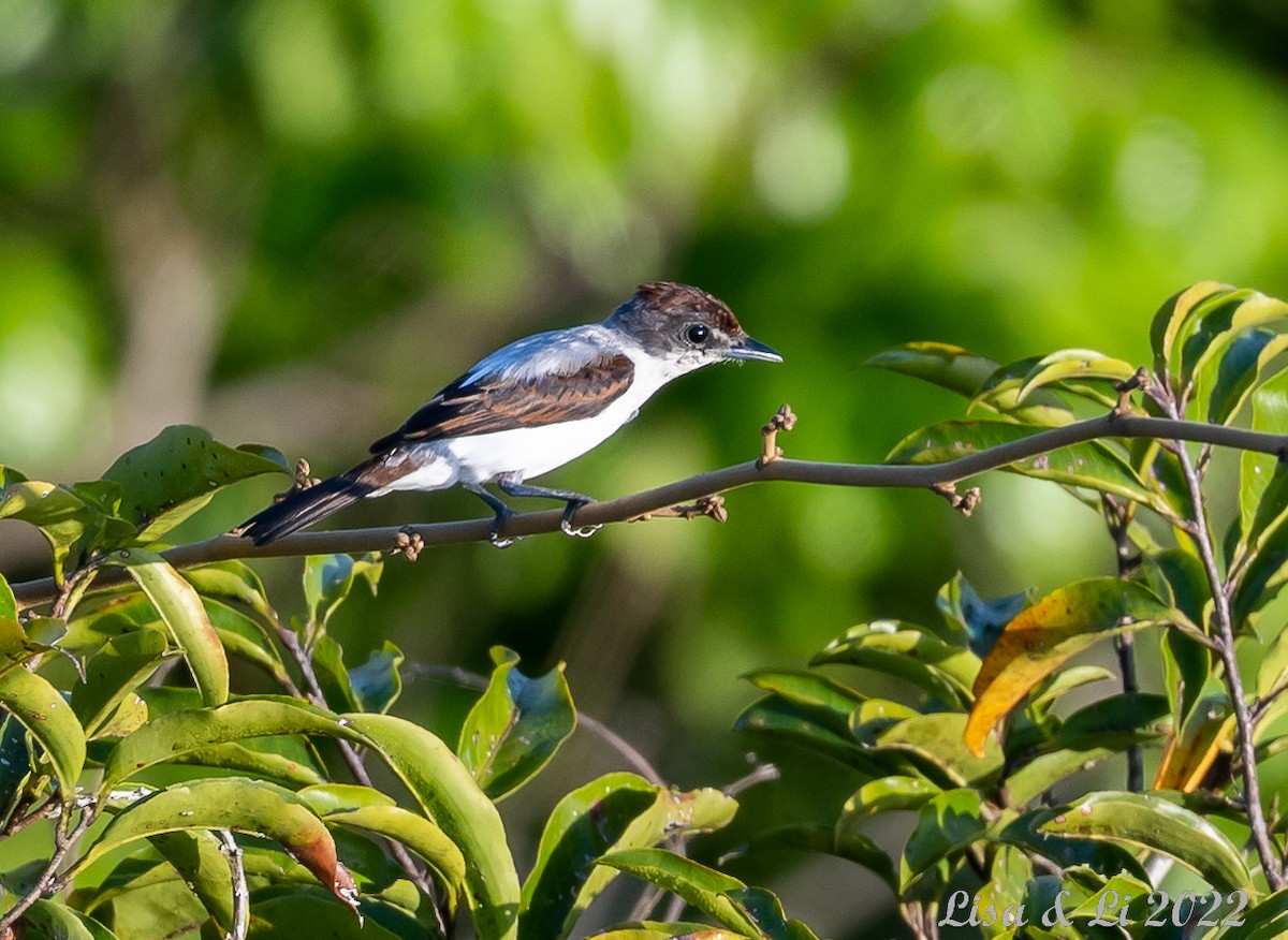 Bécarde du Suriname - ML494028771