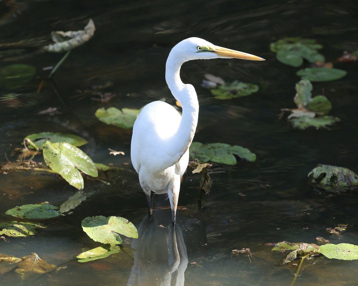 Great Egret - ML494031011